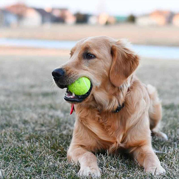 12 Pack Advanced Training Tennis Balls Practice Balls,